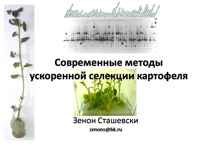 Селекция картофеля презентация