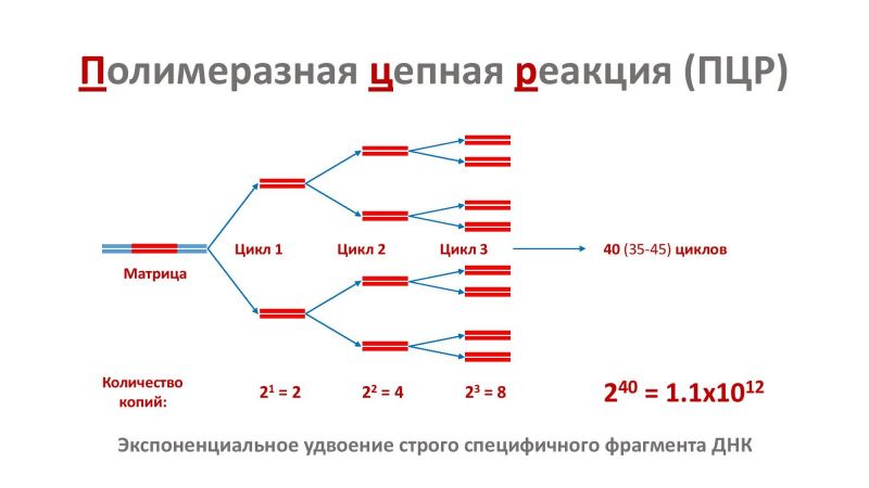 На рисунке изображен этап пцр