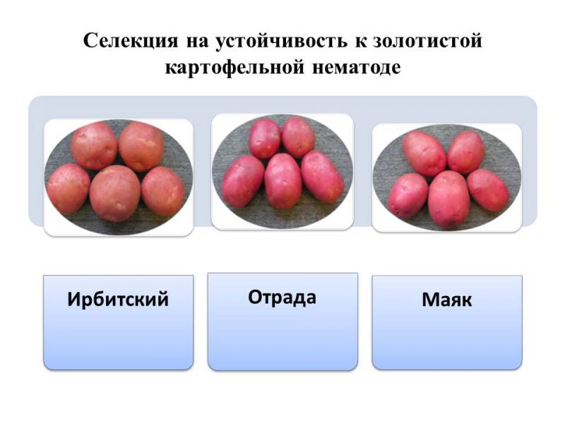 Селекция картофеля презентация